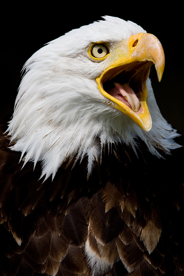 Weißkopfseeadler (Haliaeetus leucocephalus)