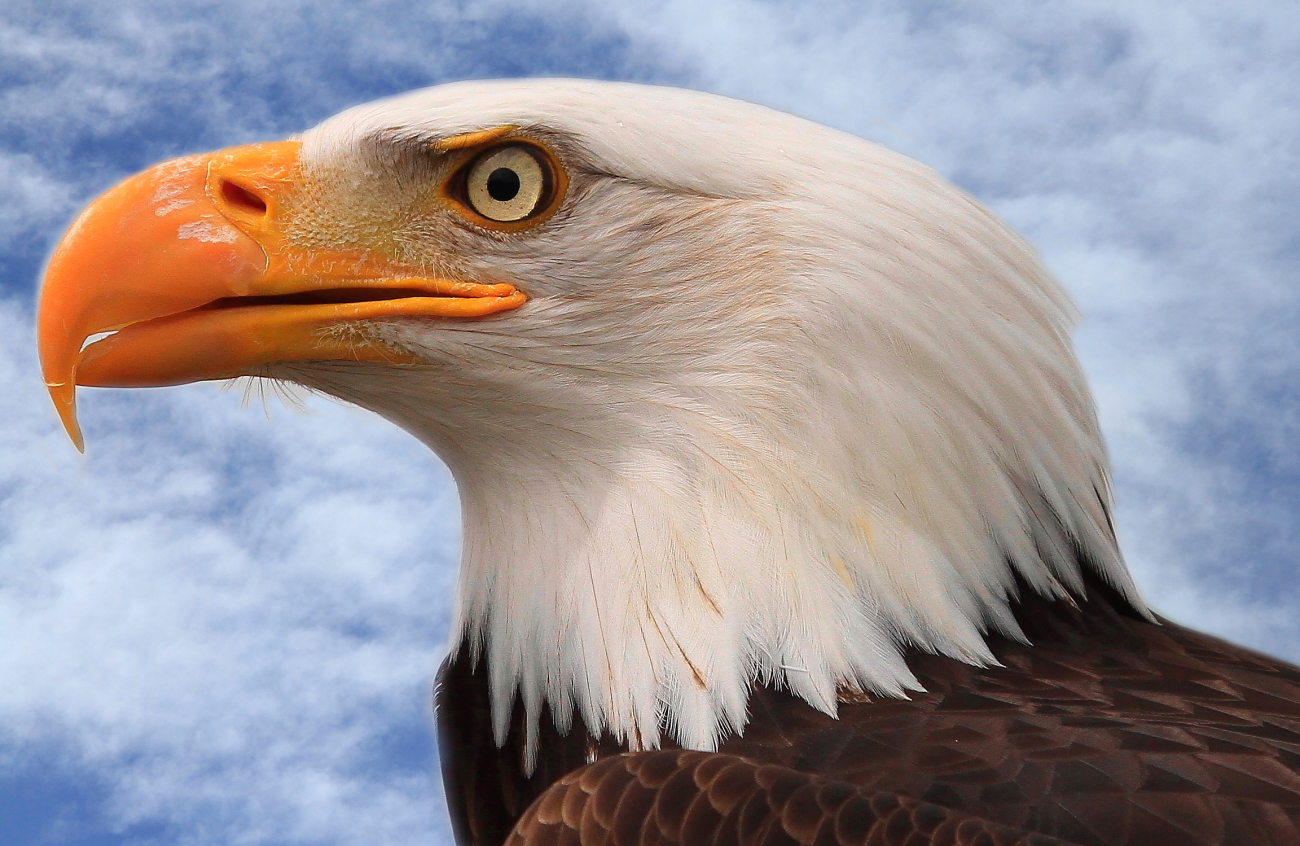 Weißkopfseeadler (Haliaeetus leucocephalus)