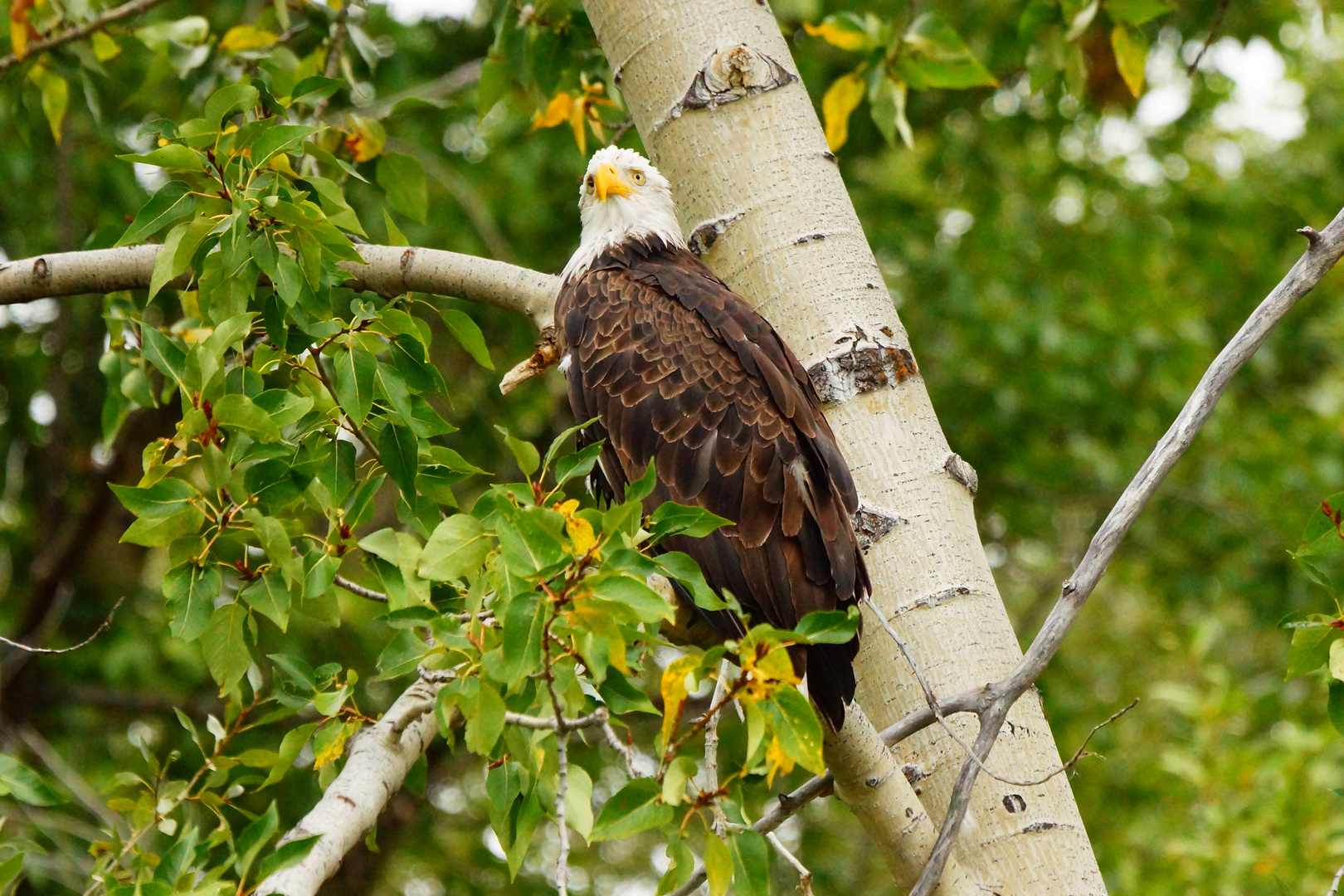 Weißkopfseeadler - Haliaetus leucocephalus (Snake River - Grand Teton NP)