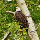 Weißkopfseeadler - Haliaetus leucocephalus (Snake River - Grand Teton NP)