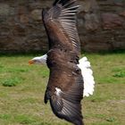 Weißkopfseeadler Heinrich