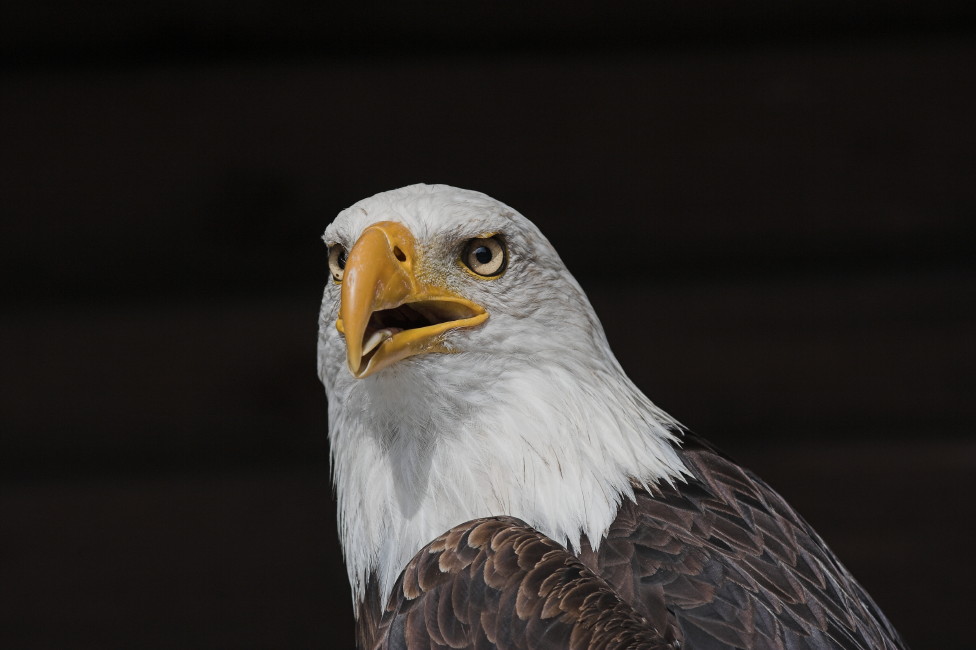 Weißkopfseeadler Helenthal