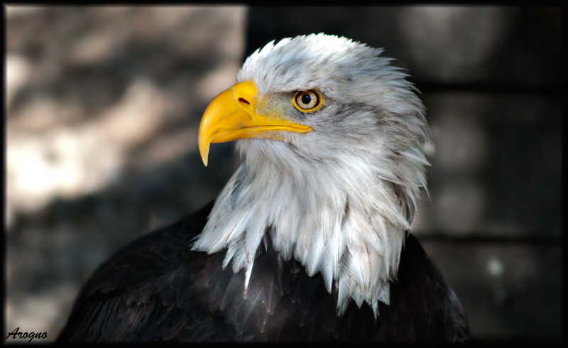 Weißkopfseeadler Hellenthal