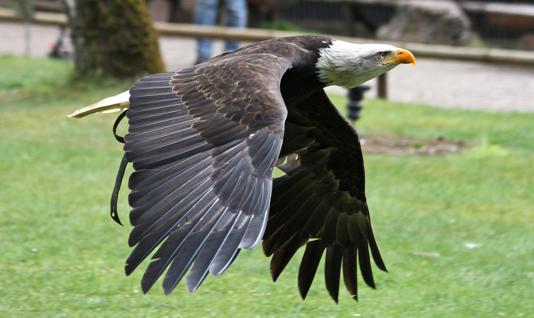 Weißkopfseeadler Hellenthal April 2012.......1