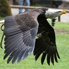 Weißkopfseeadler Hellenthal April 2012.......1