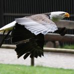 Weißkopfseeadler Hellenthal April 2012......2