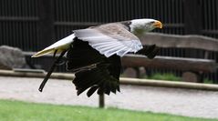 Weißkopfseeadler Hellenthal April 2012......2