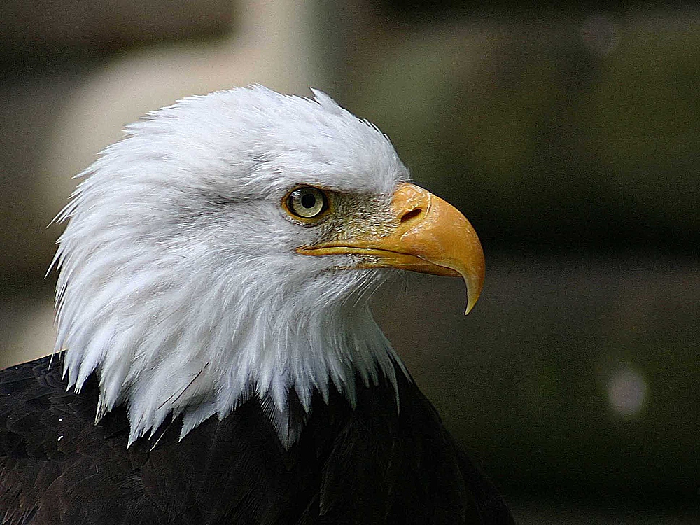 Weißkopfseeadler heute etwas schärfer.