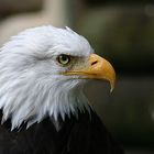 Weißkopfseeadler heute etwas schärfer.