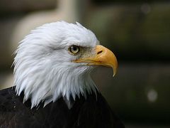 Weißkopfseeadler heute etwas schärfer.