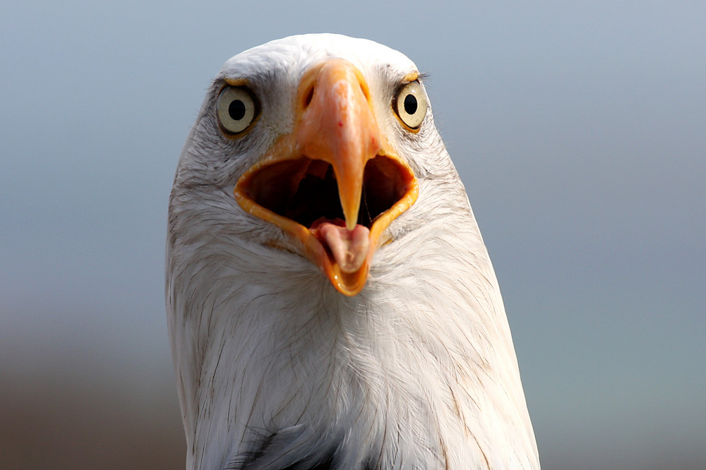 Weisskopfseeadler Hypnoseblick....