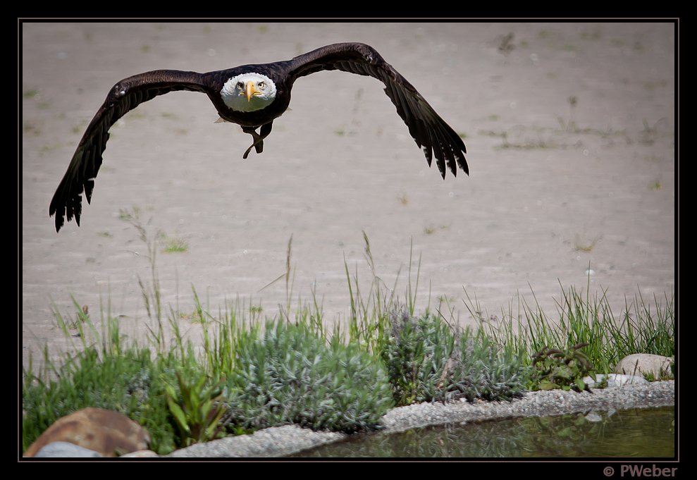 Weisskopfseeadler I