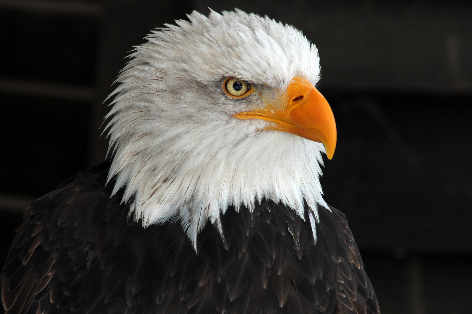 Weißkopfseeadler I