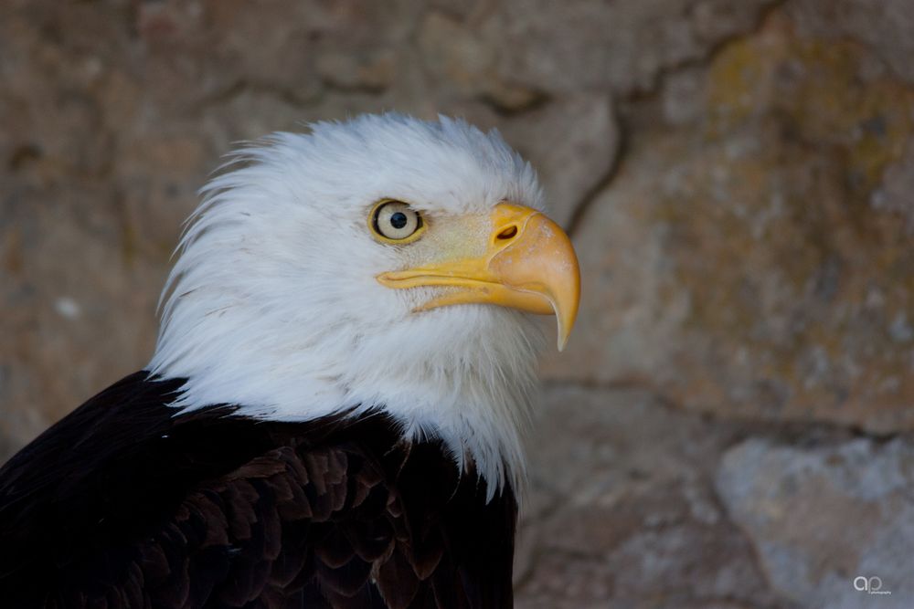 Weißkopfseeadler I