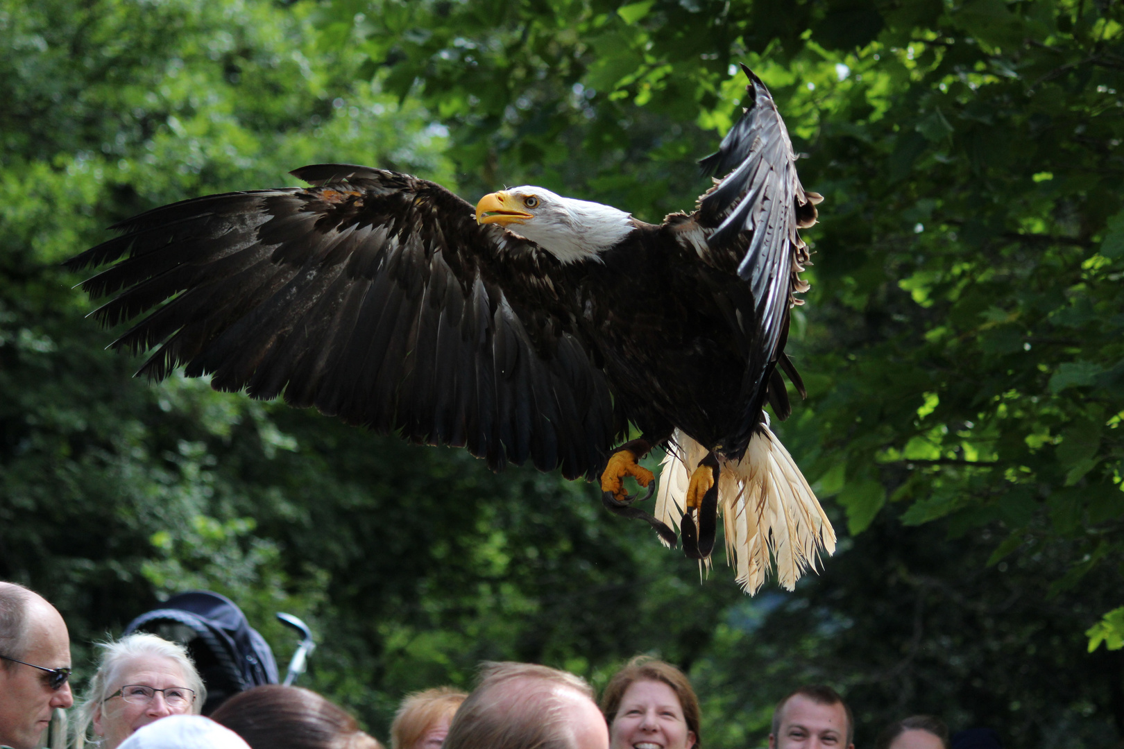 Weißkopfseeadler II