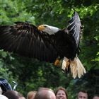 Weißkopfseeadler II