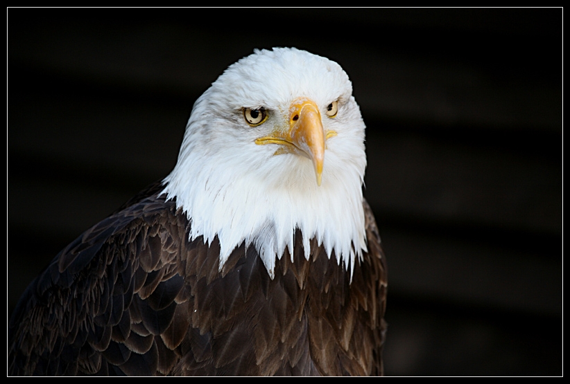 Weißkopfseeadler (II)