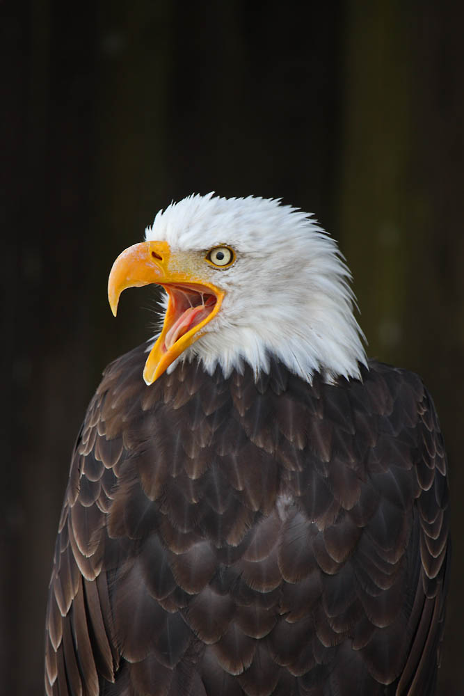 Weißkopfseeadler II