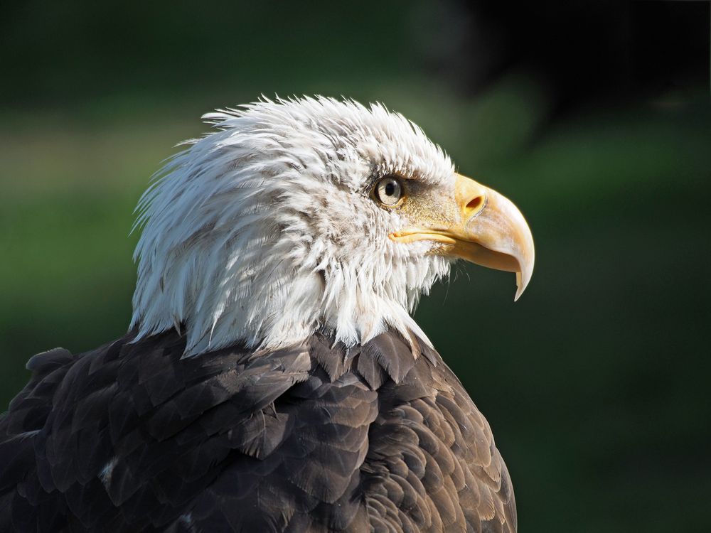 Weißkopfseeadler II