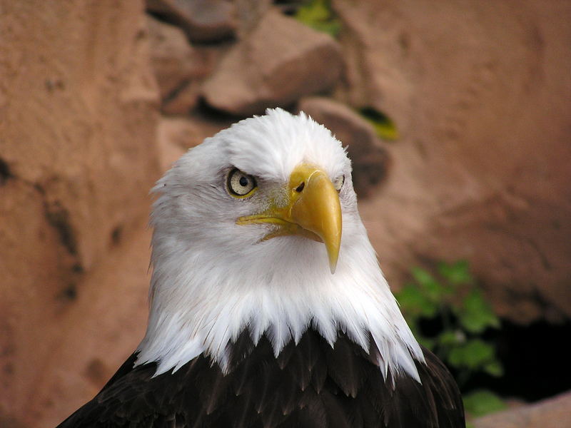 Weisskopfseeadler II