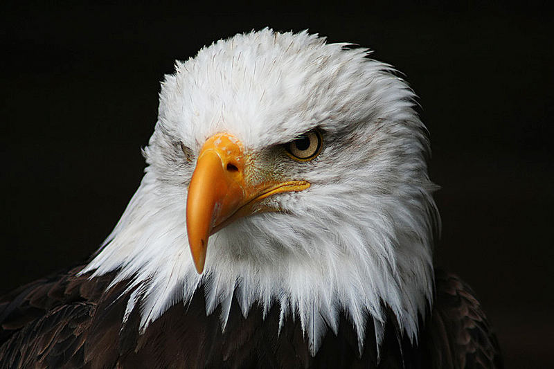 Weißkopfseeadler II