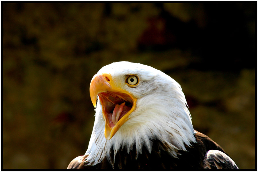 Weißkopfseeadler II