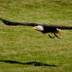 Weißkopfseeadler II