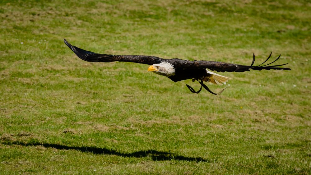 Weißkopfseeadler II