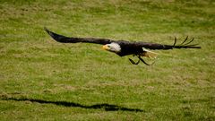 Weißkopfseeadler II