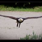 Weisskopfseeadler II