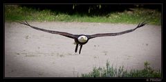 Weisskopfseeadler II