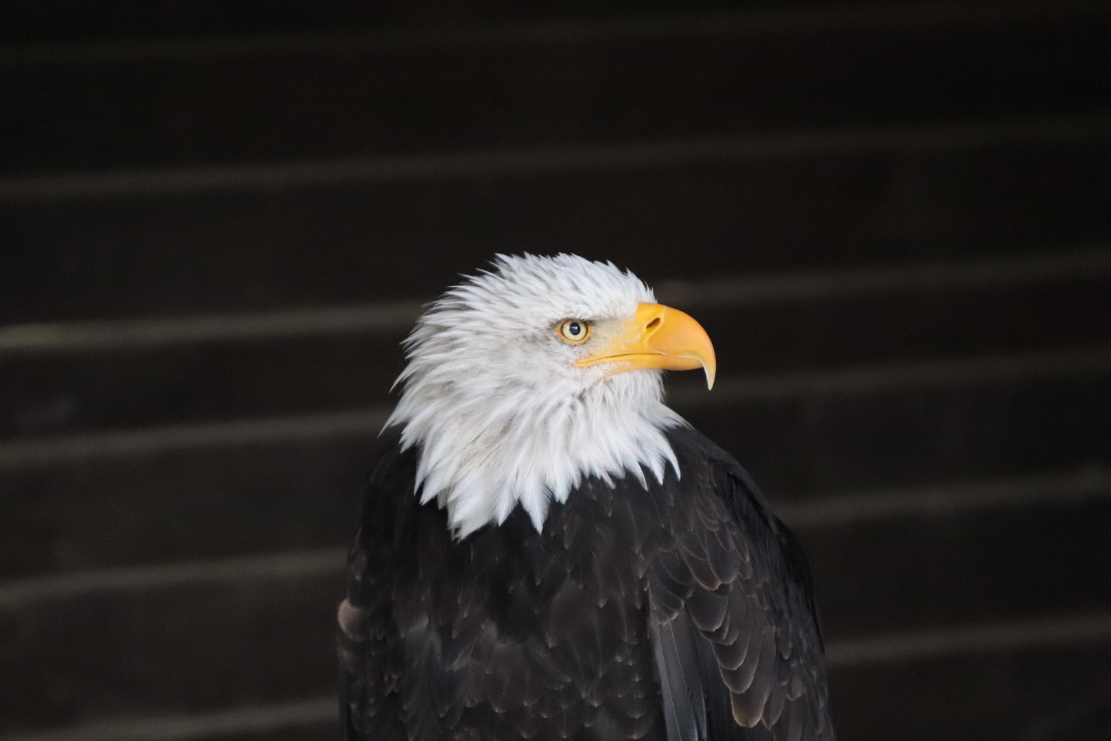 Weißkopfseeadler II