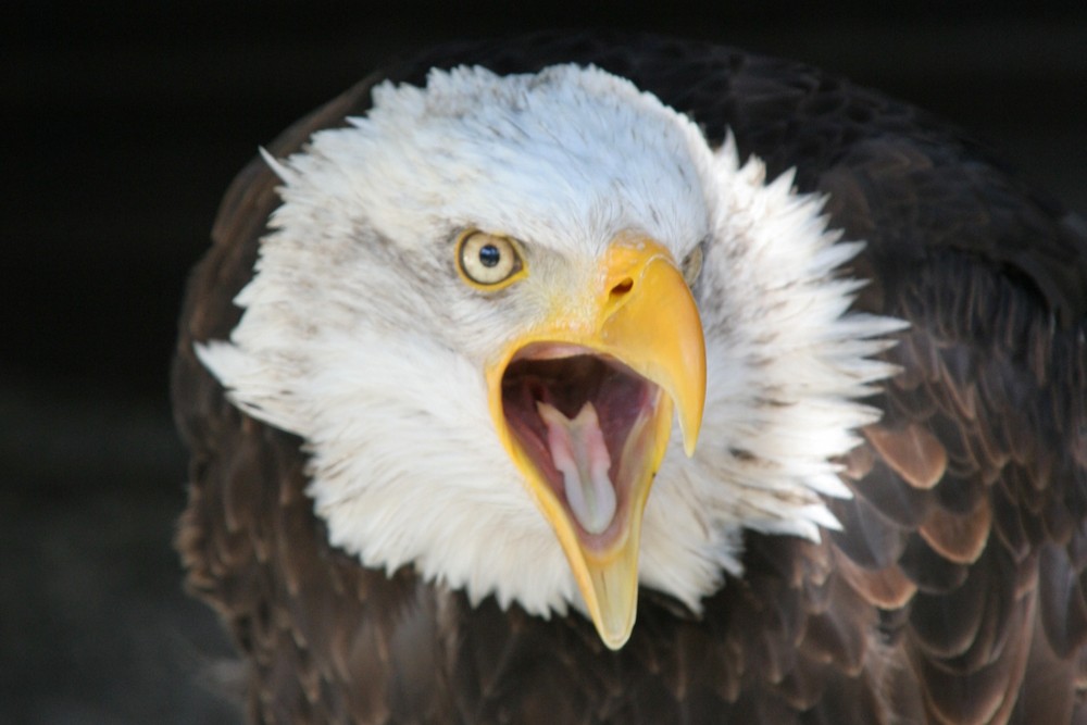 Weißkopfseeadler II