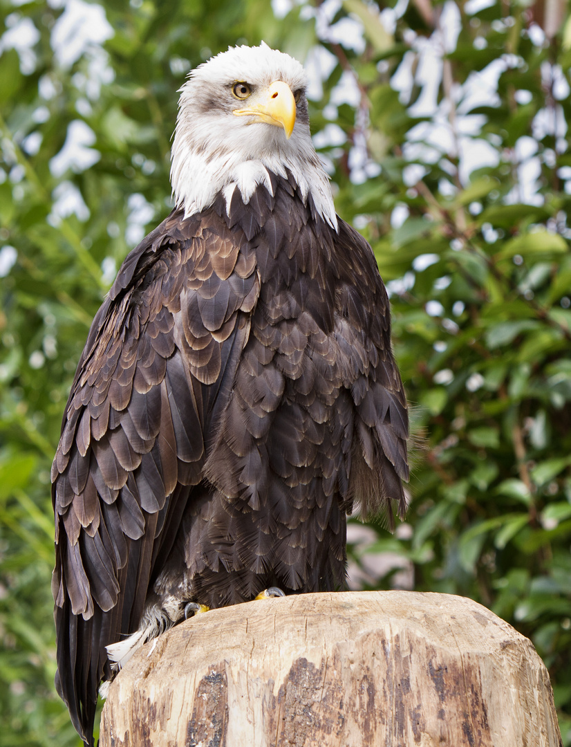 Weißkopfseeadler II