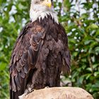 Weißkopfseeadler II