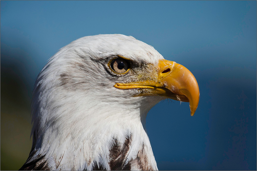 Weißkopfseeadler II