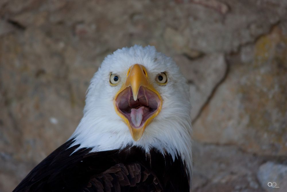 Weißkopfseeadler III