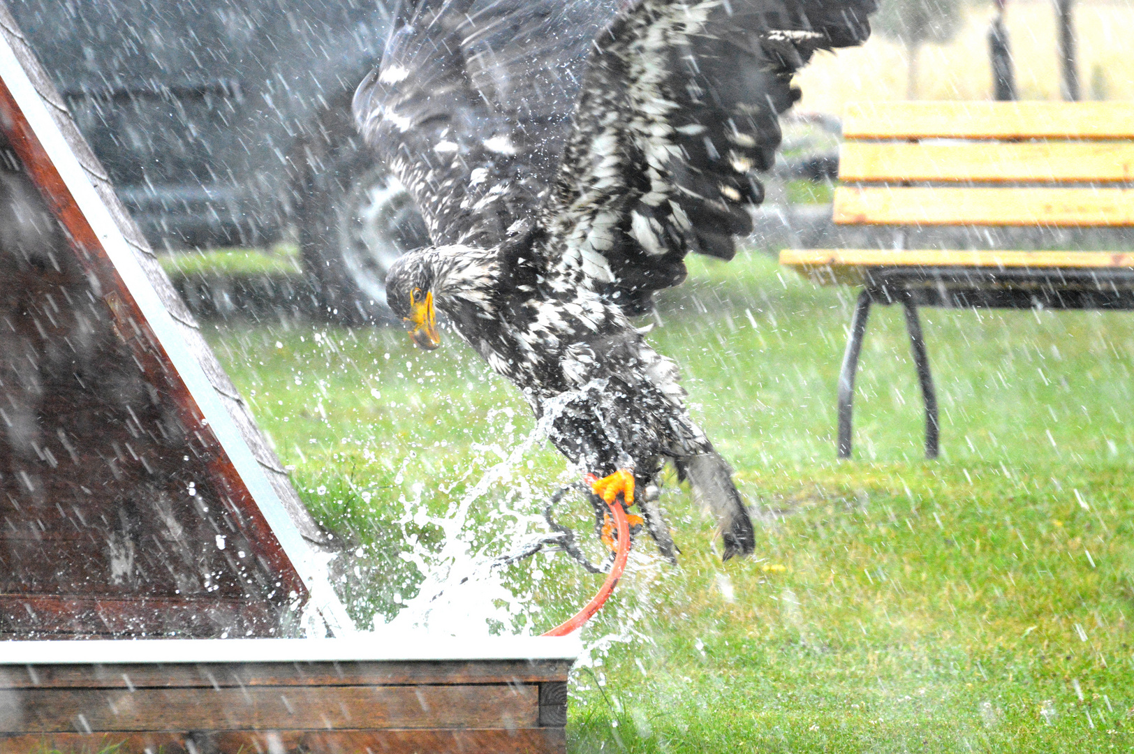 Weißkopfseeadler im 7 Himmel