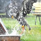 Weißkopfseeadler im 7 Himmel