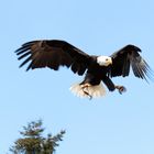 Weißkopfseeadler im Anflug