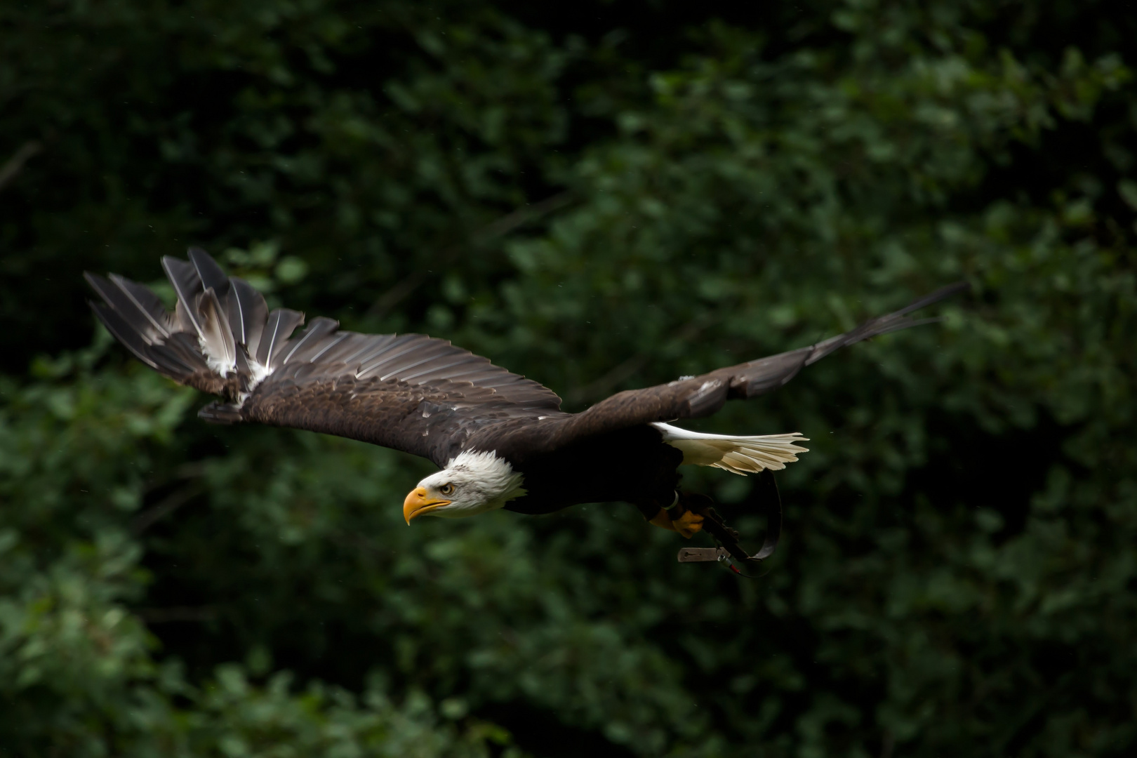 Weißkopfseeadler im Anflug