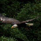 Weißkopfseeadler im Anflug