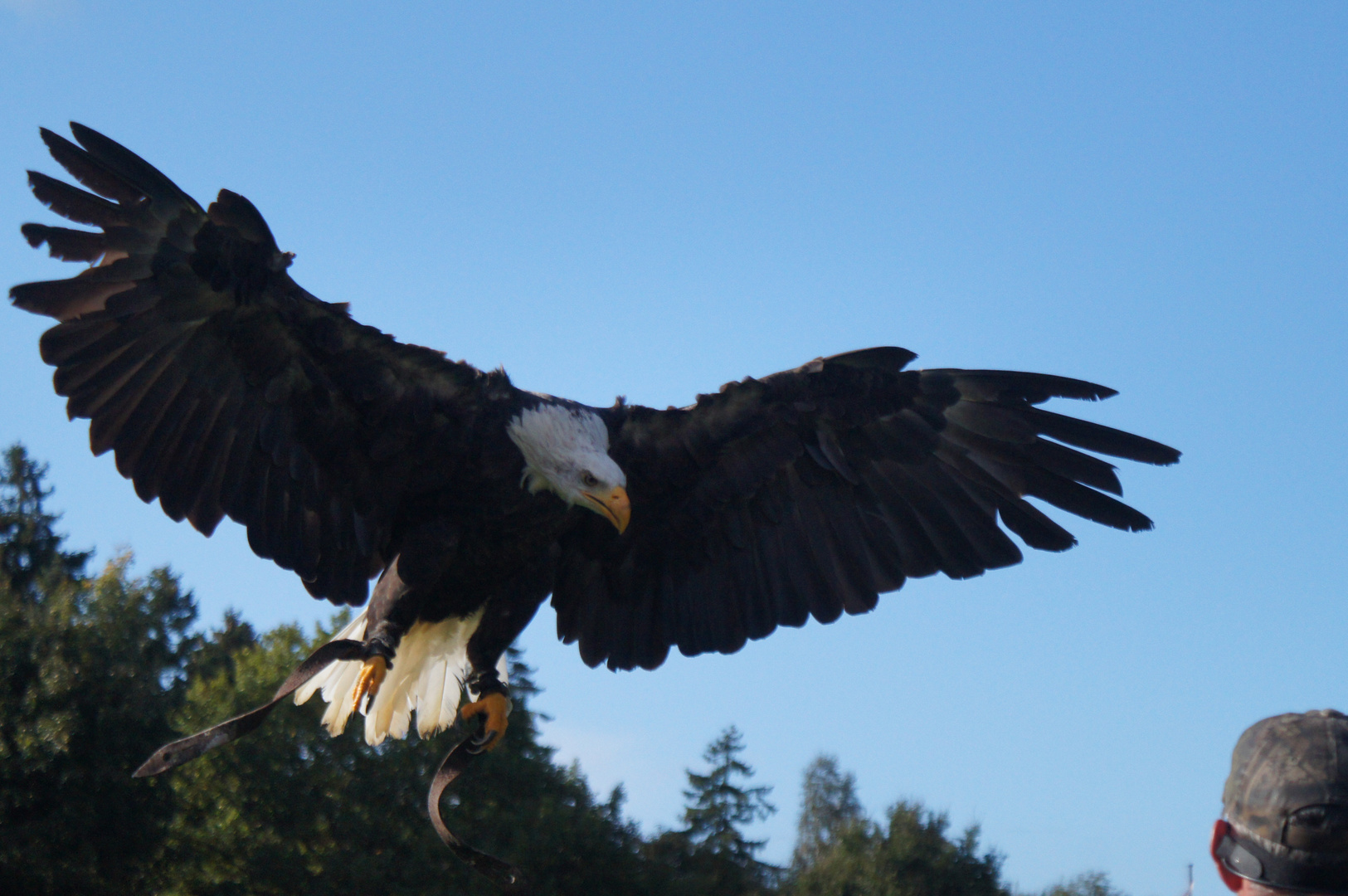 Weißkopfseeadler im Anflug