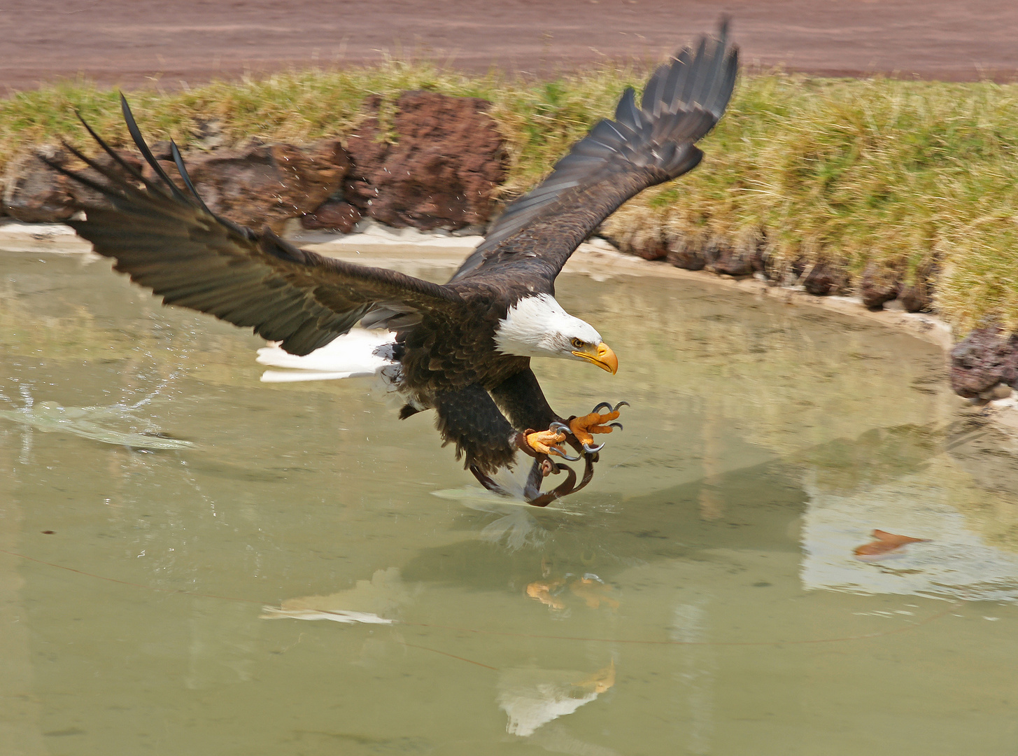 Weisskopfseeadler im Anflug