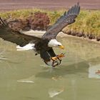 Weisskopfseeadler im Anflug