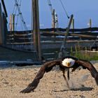 Weißkopfseeadler im Anflug