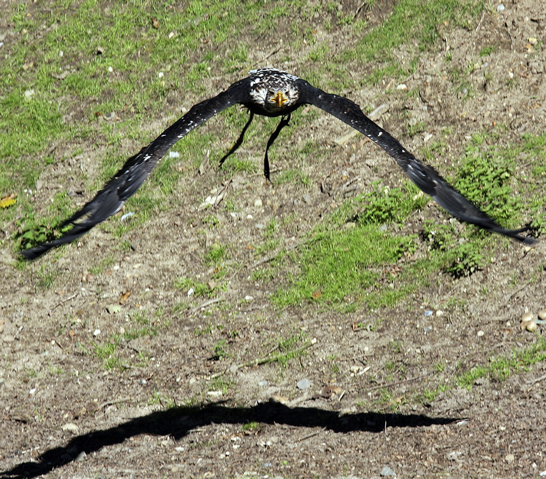 "Weisskopfseeadler im Anflug..."