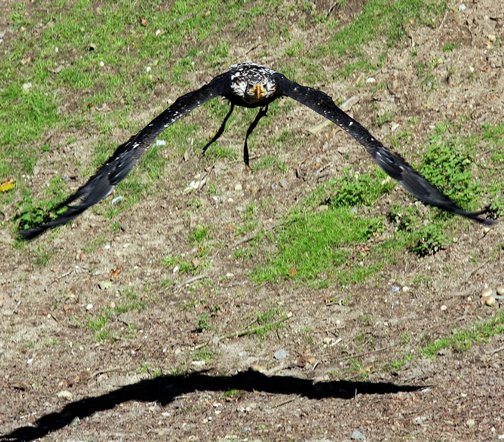 "Weisskopfseeadler im Anflug..."