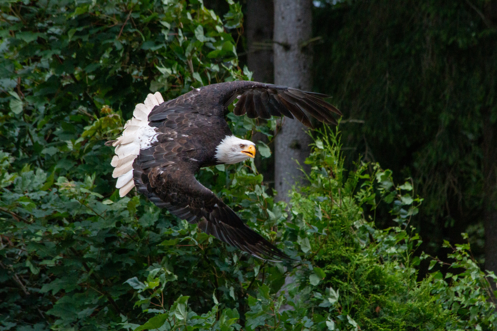 Weißkopfseeadler im Anflug