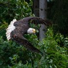 Weißkopfseeadler im Anflug